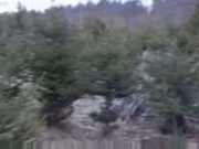 She Blows My Wood In The Woods