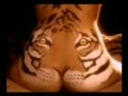 Feed the Tiger