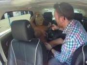 Huge boobed Blonde gives Mitt a BJ in car