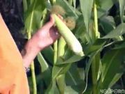 Skinny girl plays with some corn - Inferno Productions