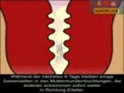 Finde Deine tiefe Weiblichkeit