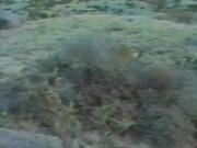 Cowboy studs fucking on the range - Spurs Video