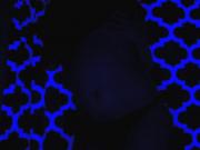 Blacklight Testing