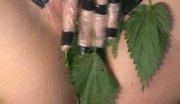 Cydonia NettleTits