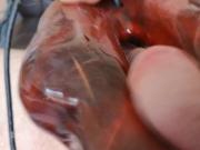 Masturbation Nobra Twincharger 3q