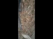 Buddies stroking in the woods, one gets cum covered