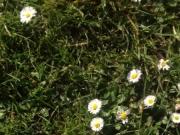 Walking on the grass and daisies showing my feet