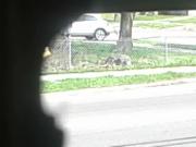 Detroit Hoe