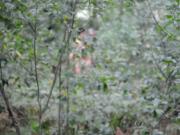 in a forrest with a photographer