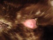 sheared beaver soft stroke