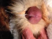 White and red fox fur stroke
