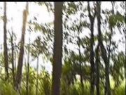 Linda in the woods-to the woods,to the woods!