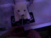 ice bear plush piss slowmotion 120fps