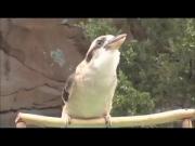 What is the bird?