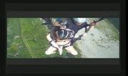 Flying Orgasim