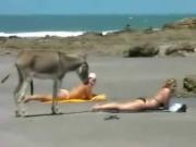 Donkey at the beach funny