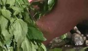 NettleRivulet
