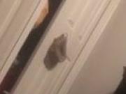 twink masturbates till cum