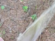 pee like a slut