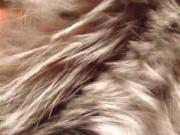 silver fox fur wet