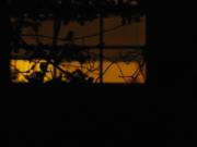 Looking Out Back 3
