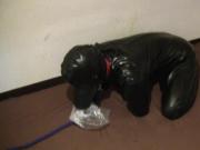 rubber dog