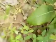 Indian gf bf sex in forest