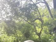 Slave piss like a Dog in a Public Wood