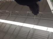 Wedgie Upskirt