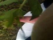 nettle 1