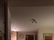 Busty blonde 9inch Dildo