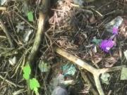 Wanking my spunky cock in the woods