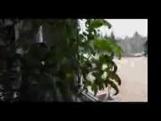 Sex toy on plants