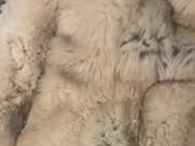 Quick Cum on Fox Fur