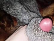 Redfox and Rabbit Cum