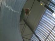 Upskirt mature blonde