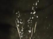 me Cumming
