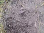 Angry ants