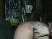 Playful anus