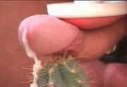 CBT cock tortured with cactus and made to cum