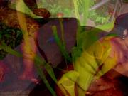 Ultra Erotica Fatal Embrace of the Venus Flytrap