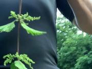 strokes with nettles