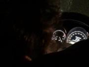 cougars blowjob in car