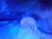 CD carlie sucking cock