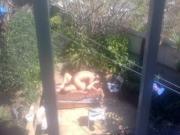 Neighbors caught in the backyard
