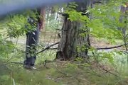 Wank by busy roadside and shoot up tree