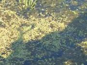 Glass toy in 18yo tight asshole