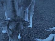 Vintage Babes With Pets