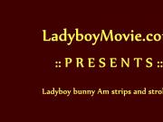 Ladyboy Bunny Am Strokes