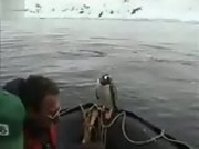 Penguin Escapes Orcas